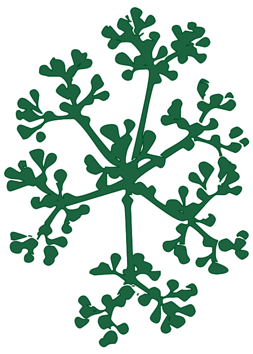 Viburnum thicker Dark Green Outline.fw